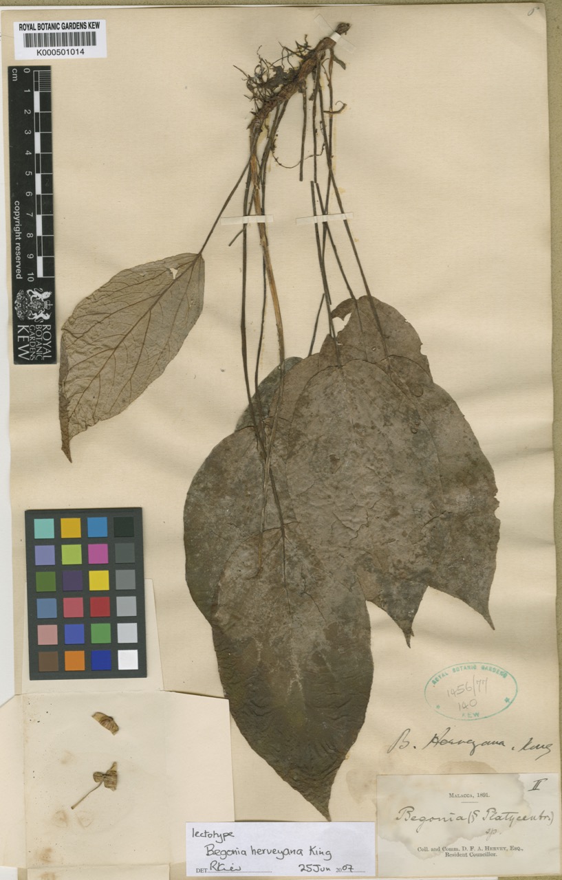 B. herveyana var. herveyana